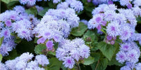 Blue Planet Flossflower Seeds for Planting Ageratum houstonianum