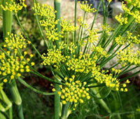 Fennel Florence Anise Foeniculum Vulgare – Culinary Herb Garden Seeds
