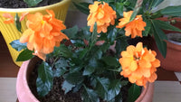 Crossandra Infundibuliformis – Orange Firecracker Garden Flower Seeds