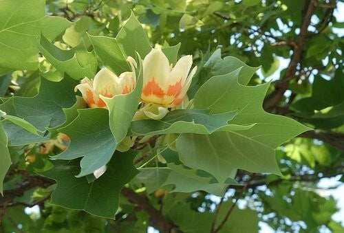 Liriodendron Tulipifera Tulip Flower Yellow Poplar Tree Cold Hardy – Hardy Fruit Tree Seeds