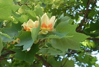 Liriodendron Tulipifera Tulip Flower Yellow Poplar Tree Cold Hardy – Hardy Fruit Tree Seeds