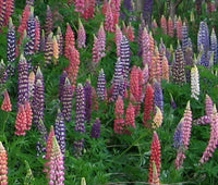 Lupine Russell Mix Perennial Garden Flower Seeds