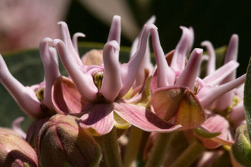 Showy Milkweed Asclepias Speciosa Perennial Flower Seeds