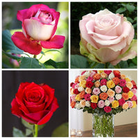 Rose – Colorful Garden Flower Seeds