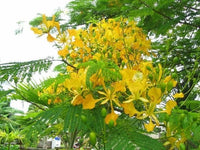 Delonix Regia Var. Flavida Flower Seeds for Planting