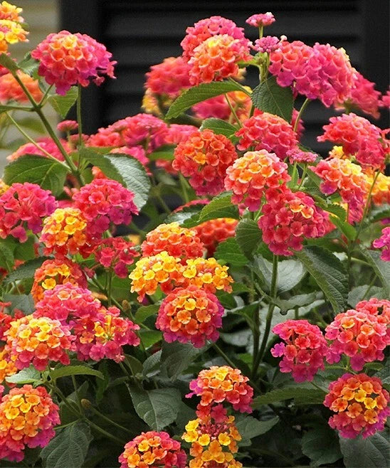Lantana Camara Fragrant Flowering Shrub Garden Seeds