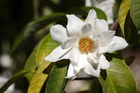 Michelia Excelsa Magnolia – Fragrant Flowering Tree Seeds