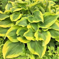 Atlantis Hosta Hosta Sieboldiana – Perennial Garden Flower Seeds