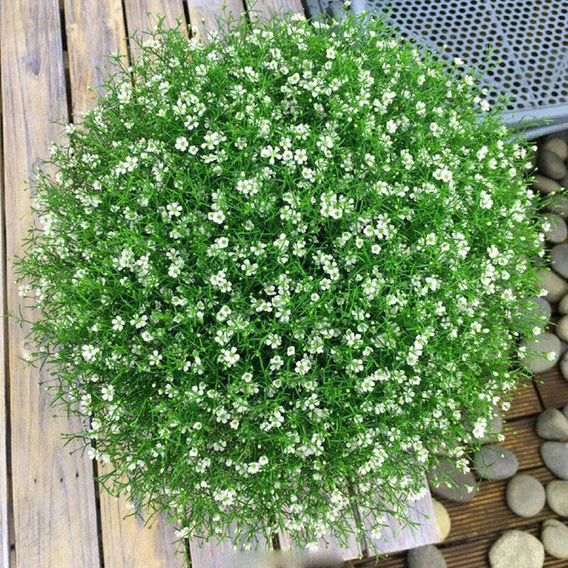 Gypsophila Baby S Breath - Gypsphila Paniculata - Flower Seeds