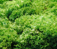 Lettuce Looseleaf Green Ice Lactuca Sativa – Vegetable Garden Seeds