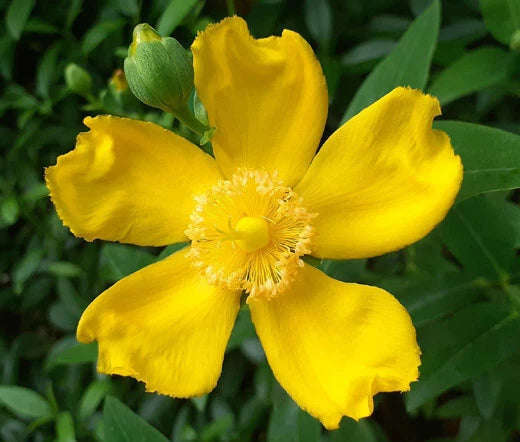 St. John’s Wort Trailing Hardy Flowering Ground Cover Seeds