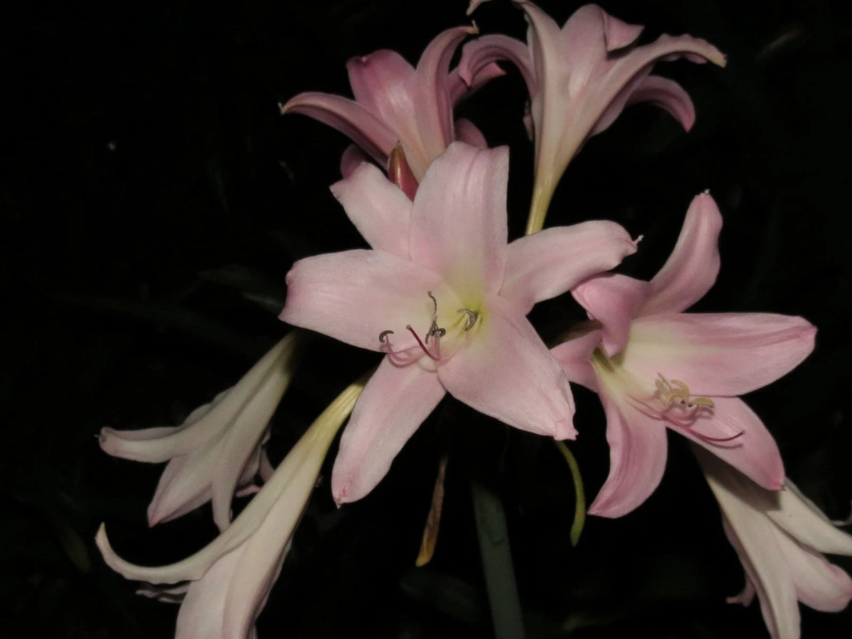 Crinum Lily Heartbreaker – Garden Flower Seeds