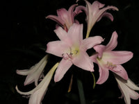 Crinum Lily Heartbreaker – Garden Flower Seeds