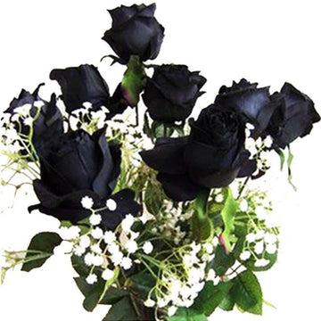 Black Rose Perennial Garden Flower Bush Seeds