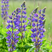 Wild Lupine – Hardy Wildflower Garden Seeds