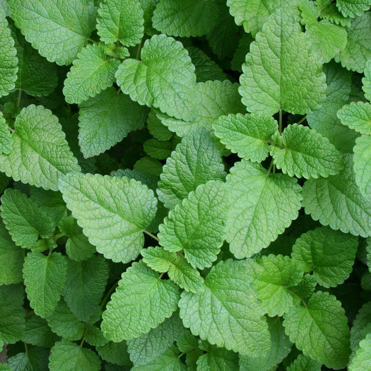 Lemon Balm Melissa Officinalis Herb Seeds