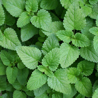 Lemon Balm Melissa Officinalis Herb Seeds
