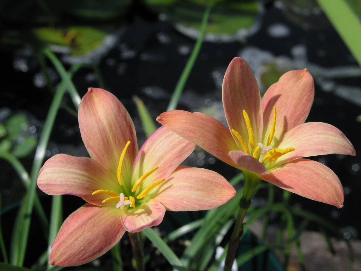 Rain Lily Zephyranthes Batik Mixed Sizes New Habranthus - Flower Seeds