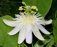 Passiflora Subpeltata – White Passion Flower Vine Seeds