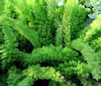 Asparagus Asparagus Densiflorus Meyeri – Foxtail Fern Garden Seeds