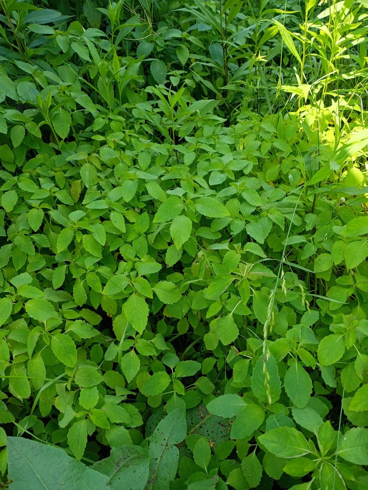 Jewelweed Impatiens Capensis Touch Me Not Flower Seeds