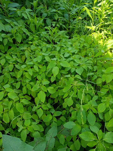 Jewelweed Impatiens Capensis Touch Me Not Flower Seeds