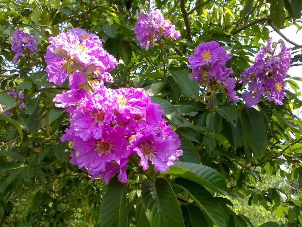 Lagerstroemia Speciosa Flos Reginae – Flower Seeds