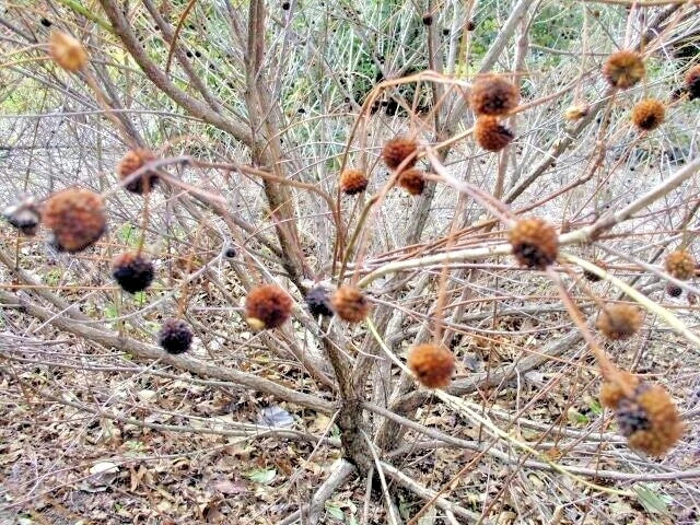 Sputnik Buttonbush Cephalanthus Occidentalis – Ornamental Shrub Seeds