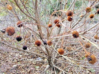 Sputnik Buttonbush Cephalanthus Occidentalis – Ornamental Shrub Seeds