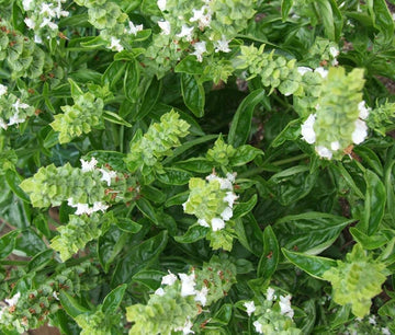Basil Sweet Genovese Ocimum Basilicum – Herb Garden Seeds