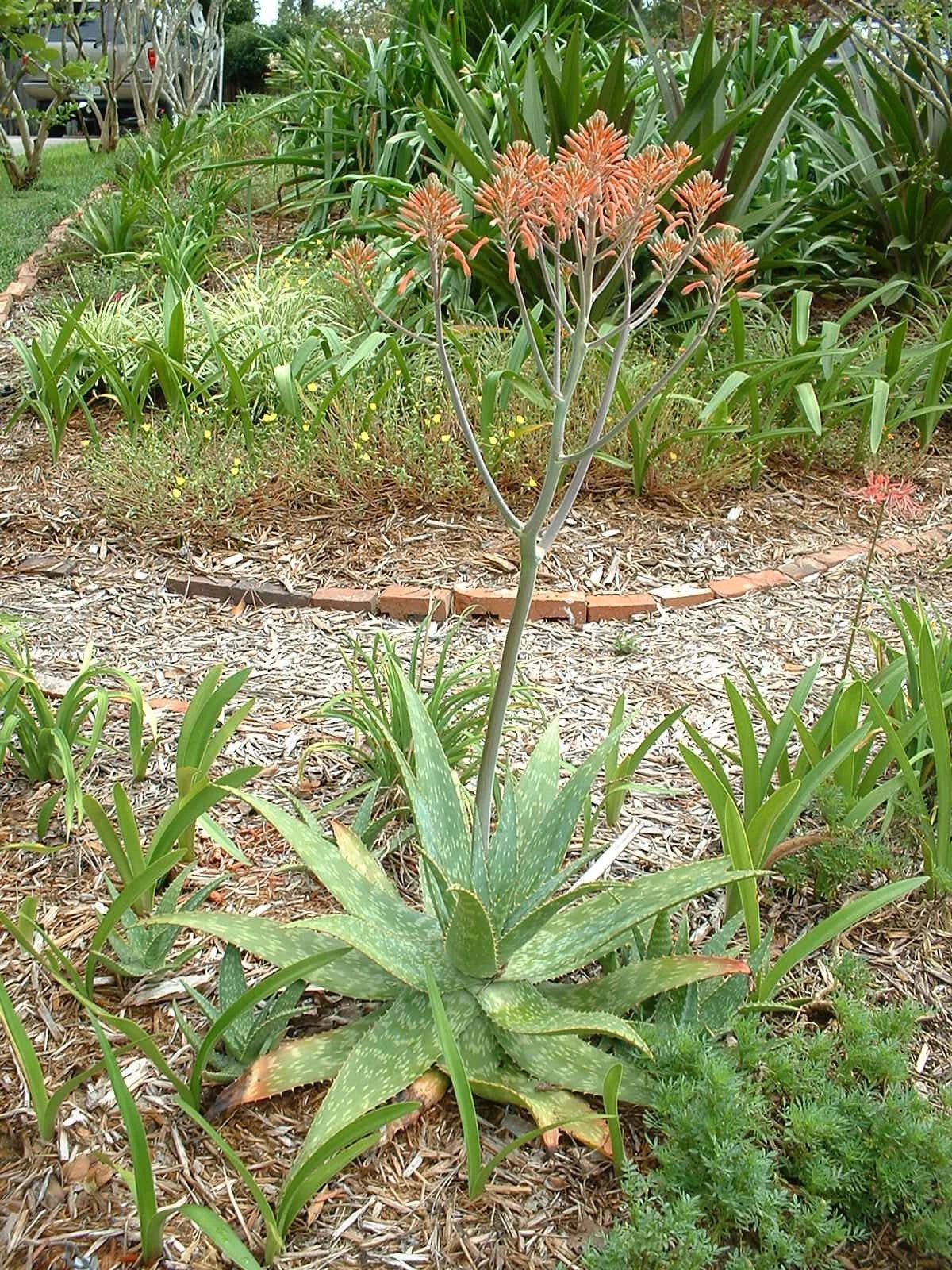 Aloe Saponaria Repeat – Hardy Flower Seeds