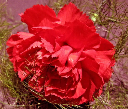 Carnation Grenadin Scarlet Dianthus Caryophyllus – Perennial Garden Flower Seeds