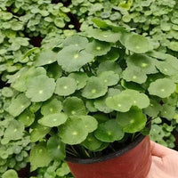 Hydrocotyle Leucocephala Pennywort – Aquarium Plant Seeds