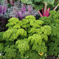 PARSLEY SEEDS MOSS CURLED Petroselinum crispum Herb Garden - Herb Seeds