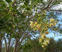 Pithecellobium Dulce – Manila Tamarind Fruit Tree Seeds