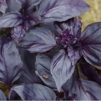 Purple Basil – Culinary Herb Seeds