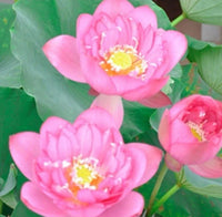 Sacred Lotus Mixed Color – Indoor Outdoor Pond Flower Seeds