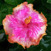 Pink Hibiscus Rosa-Sinensis – Fragrant Large Bloom Flower Seeds