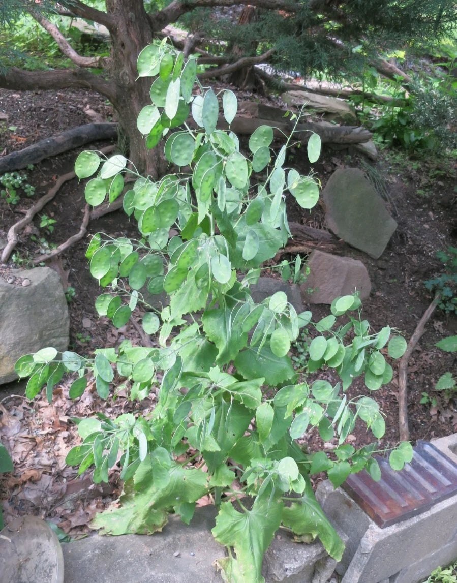 Money Plant Silver Dollar Lunaria Honesty Heirloom Fresh Stems You Dry – Garden Flower Seeds