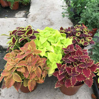 Mixed Colors Coleus – Colorful, Mixed Flower Seeds