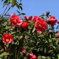 Camellia Chekiangoleosa Flowering Shrub Garden Seeds