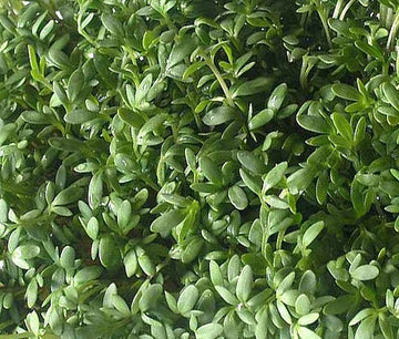 Cress Curled Peppergrass Lepidium Sativum – Fast-Growing Garden Herb Seeds
