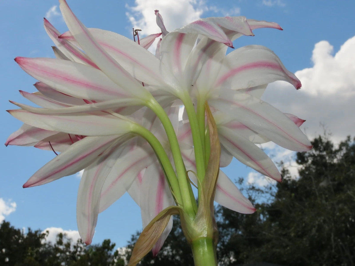 Crinum Lily Cruella – Garden Flower Seeds