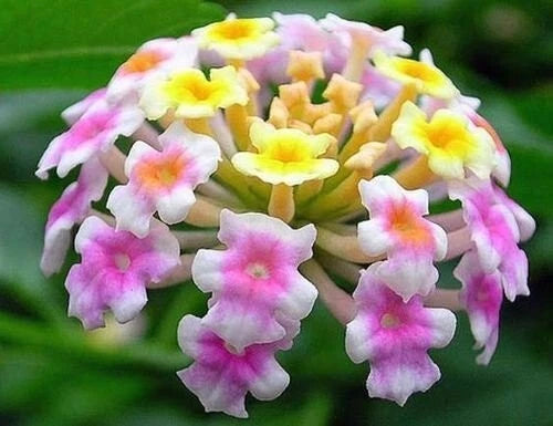 Lantana Camara Fragrant Verbena Shrub Flowering Bush Seeds