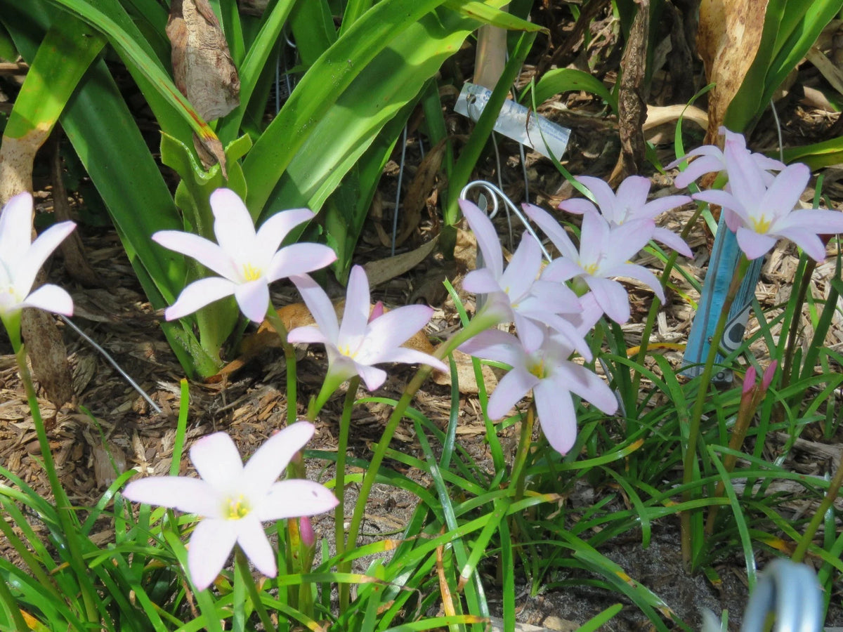 Rain Lily Zephyranthes First Love – Colorful Flower Bulb Seeds