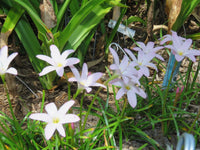Rain Lily Zephyranthes First Love – Colorful Flower Bulb Seeds