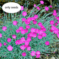 Mixed Color Sweet William Dianthus Barbatus Perennial Flower Seeds