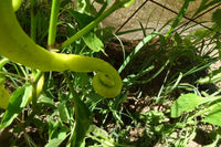 Corbaci Pepper – Long Heirloom Vegetable Garden Seeds