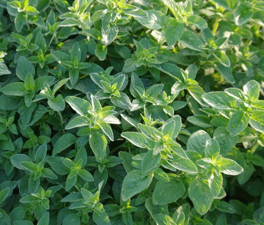 Italian Oregano Origanum Vulgare – Herb Garden Seeds