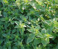 Italian Oregano Origanum Vulgare – Herb Garden Seeds